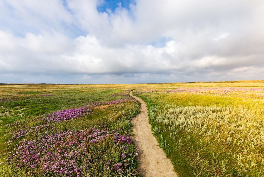 Der Weg zu Dir selbst, ein Weg führt durch eine Wiese