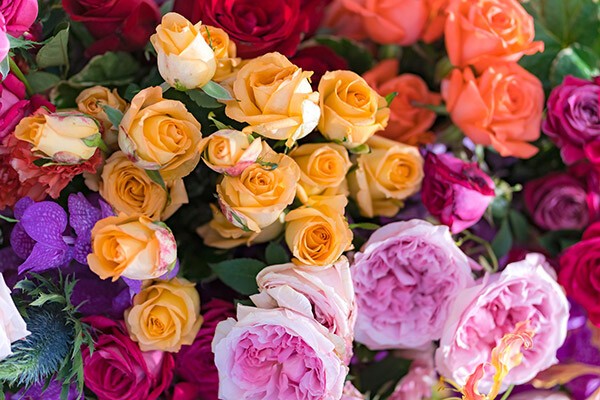 Rosen Mehrere bunte Rosen sind nebeneinander