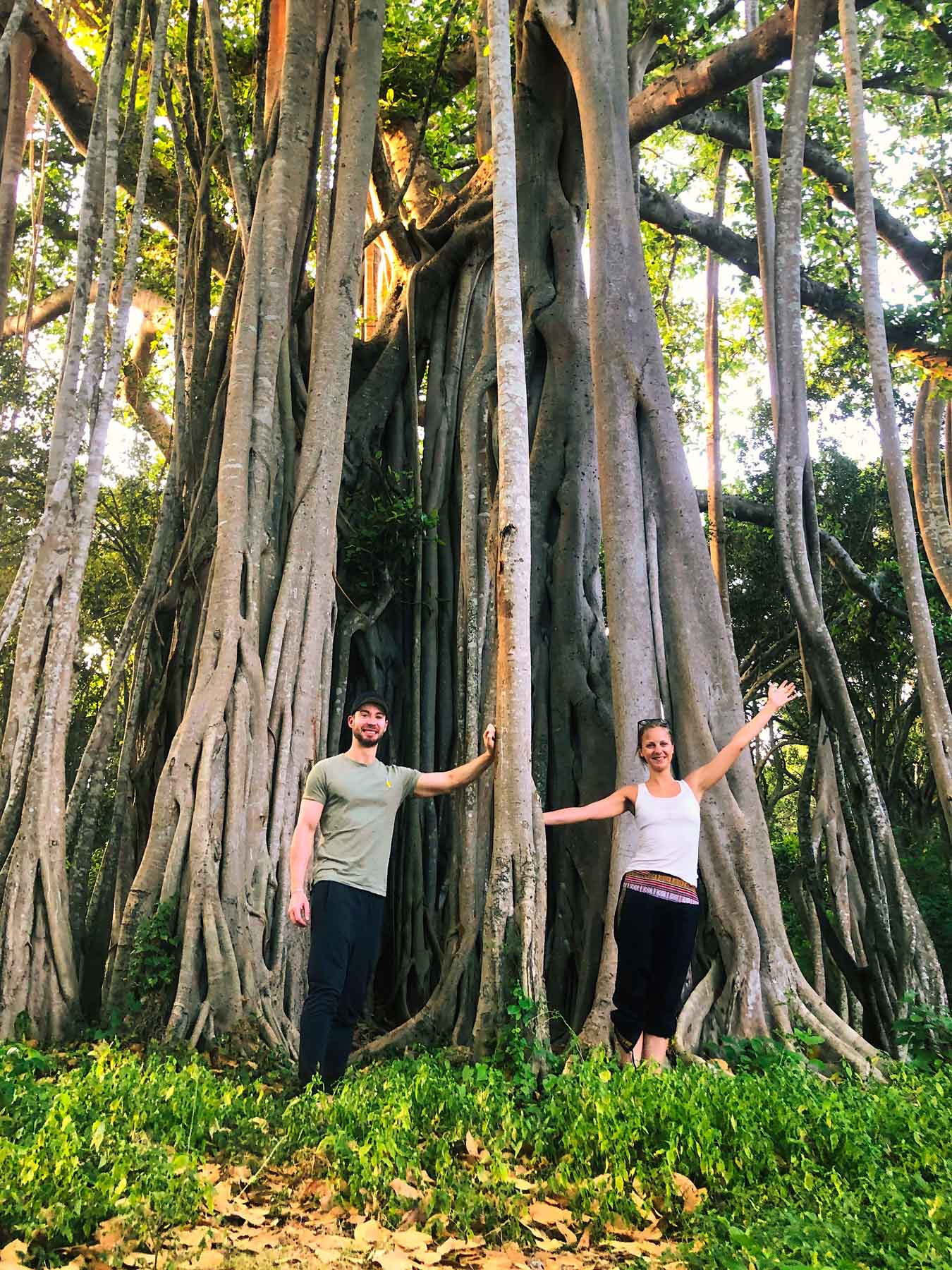 Darja und Sven von chakrana halten sich beim Waldbaden an einem riesigen Baum im Dschungel fest und lachen in die Kamera.